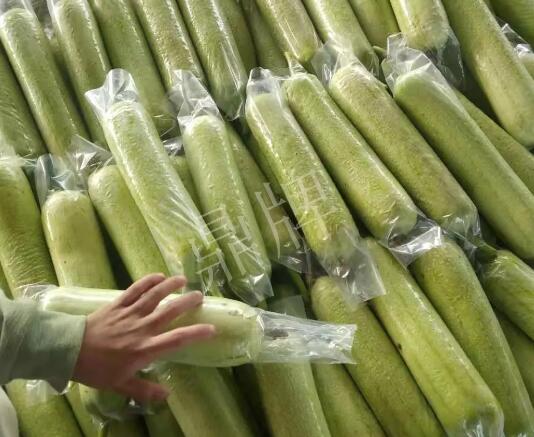 蔬菜種子種植戶客戶點評-這個絲瓜每畝能掙3萬，惠州客戶很滿意！