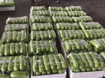 蔬菜種子種植戶客戶點評-上市早，價格好！我連續(xù)種了三年，滿意！