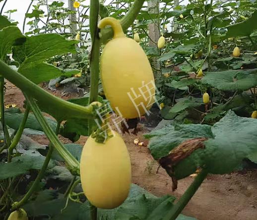 蔬菜種子種植戶客戶點評-上市了，14元/公斤。河南客戶發(fā)來…