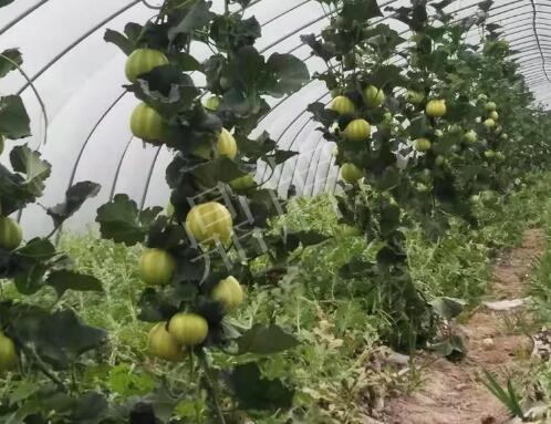 蔬菜種子種植戶客戶點評-我的乖乖，一株坐果15個，6元1斤，好賣得很！