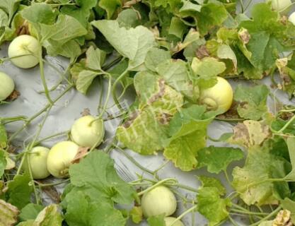 蔬菜種子種植戶客戶點評-低溫寡照的天氣，它仍然優(yōu)秀！