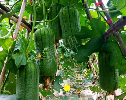 蔬菜種子種植戶客戶點(diǎn)評(píng)-這個(gè)新品種，讓我“頭痛”…