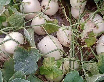 蔬菜種子種植戶客戶點評-“甜，真甜，真是甜！”