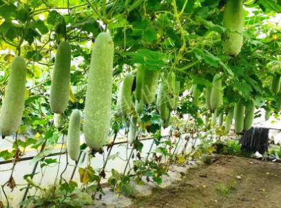 蔬菜種子種植戶客戶點評-我種的冬瓜，肉緊味甜，按個賣！