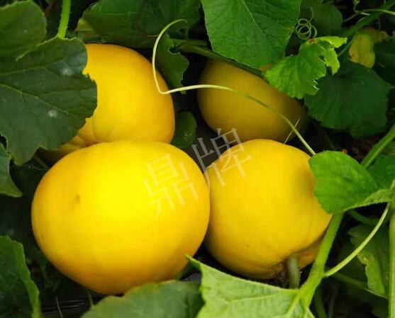 蔬菜種子種植戶客戶點評-純賺50萬，我這個“張大膽”榮光了一把！