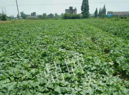 蔬菜種子種植戶客戶點評-今年秋季，什么甜瓜品種表現(xiàn)好？