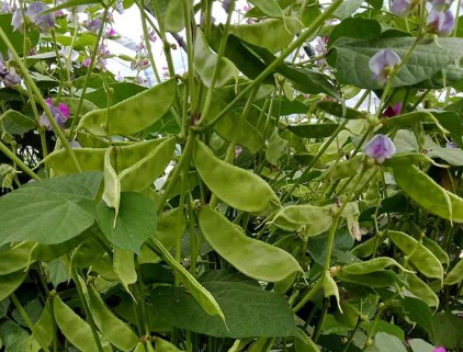 蔬菜種子種植戶客戶點評-一梭梭的，真是結(jié)坨了，“特早春”扁豆市斤批價達到10元