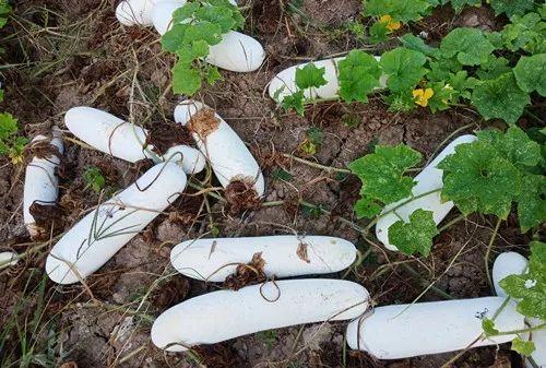 您種植過“堆堆瓜”嗎？看一看，地上全是瓜！一睹芳容