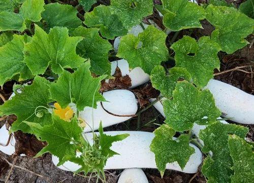 您種植過“堆堆瓜”嗎？看一看，地上全是瓜！一睹芳容