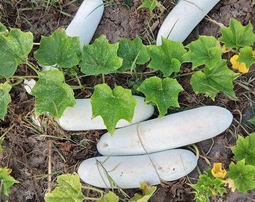 您種植過“堆堆瓜”嗎？看一看，地上全是瓜！一睹芳容