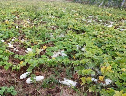 您種植過“堆堆瓜”嗎？看一看，地上全是瓜！一睹芳容