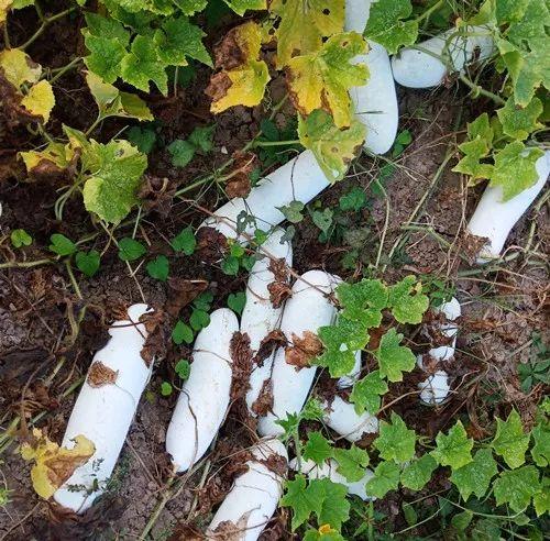 您種植過“堆堆瓜”嗎？看一看，地上全是瓜！一睹芳容