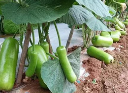 蔬菜種子種植戶(hù)客戶(hù)點(diǎn)評(píng)-浙江菜農(nóng)種植的鼎牌瓠瓜喜獲豐收，又賣(mài)上了好價(jià)錢(qián)!
