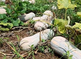 蔬菜種子種植戶(hù)客戶(hù)點(diǎn)評(píng)-一袋種子100粒，輕松賺回3000元...