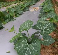 蔬菜種子種植戶(hù)客戶(hù)點(diǎn)評(píng)-無(wú)需噴農(nóng)藥的蔬菜，栽培簡(jiǎn)單、效益高！