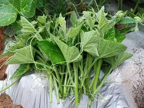 菜農(nóng)種植無(wú)需噴農(nóng)藥的蔬菜，不僅栽培簡(jiǎn)單、而且效益高