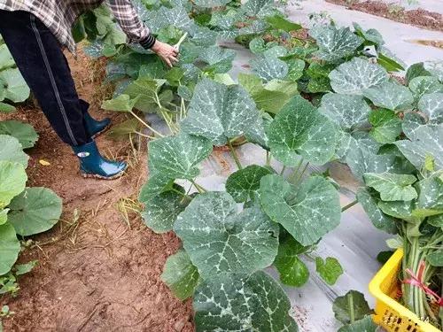 菜農(nóng)種植無(wú)需噴農(nóng)藥的蔬菜，不僅栽培簡(jiǎn)單、而且效益高