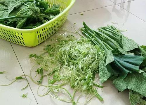菜農(nóng)種植無(wú)需噴農(nóng)藥的蔬菜，不僅栽培簡(jiǎn)單、而且效益高