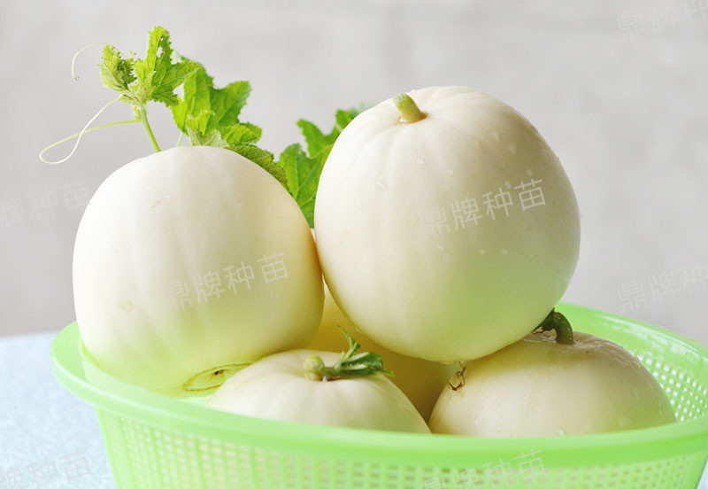 就這4個(gè)薄皮甜瓜，畝產(chǎn)萬斤很輕松，瓜果菜農(nóng)搶著種植
