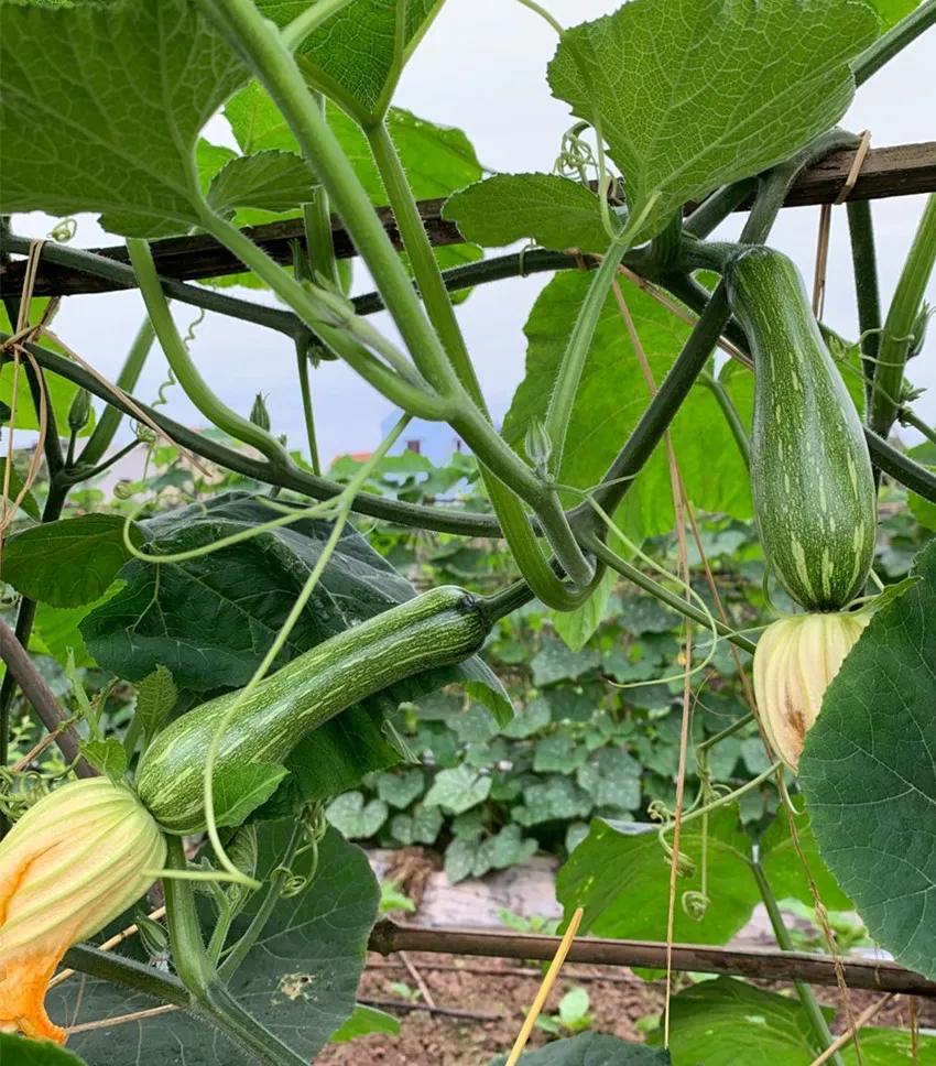 3元1斤的健美蜜本南瓜快成熟了，緬甸種植戶發(fā)來圖片與視頻