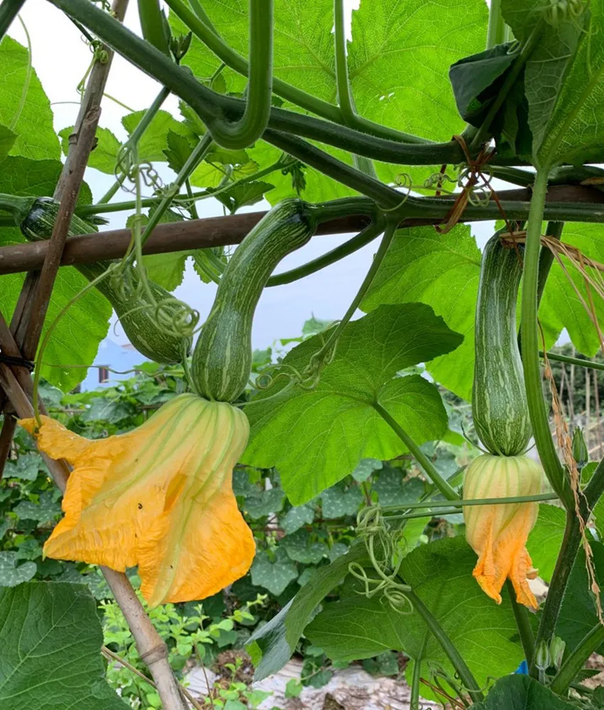 3元1斤的健美蜜本南瓜快成熟了，緬甸種植戶發(fā)來圖片與視頻