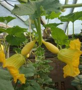 蔬菜種子種植戶客戶點評-看看菜農劉剛建種植的“黃金筍瓜”，高產又高價！