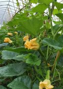蔬菜種子種植戶客戶點評-在大棚內(nèi)栽培“健美蜜本”南瓜，怎么樣？看菜農(nóng)石昌斌發(fā)來的圖片