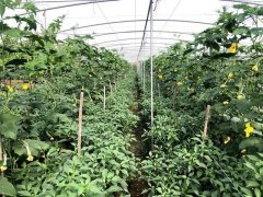 蔬菜種子種植戶客戶點評-這個品種，結(jié)瓜太夸張了！太恐怖了！