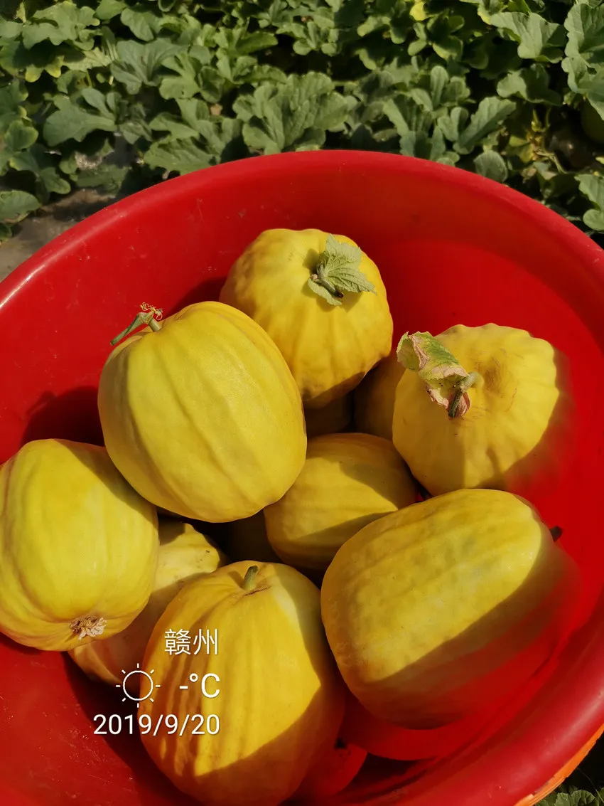 高溫季節(jié)種植甜瓜，什么品種最好？這個(gè)品種是秋季上市的專用品種