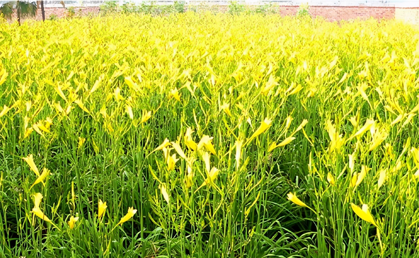 一斤接近20塊，原來它才是最火的國(guó)民蔬菜！全國(guó)都適種