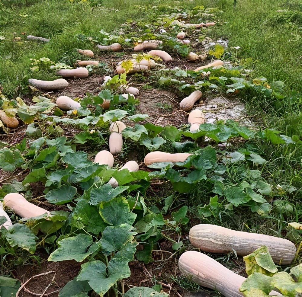 一位轉(zhuǎn)業(yè)后的特種兵，辦農(nóng)場種瓜菜，靠1個優(yōu)點，年賺200萬