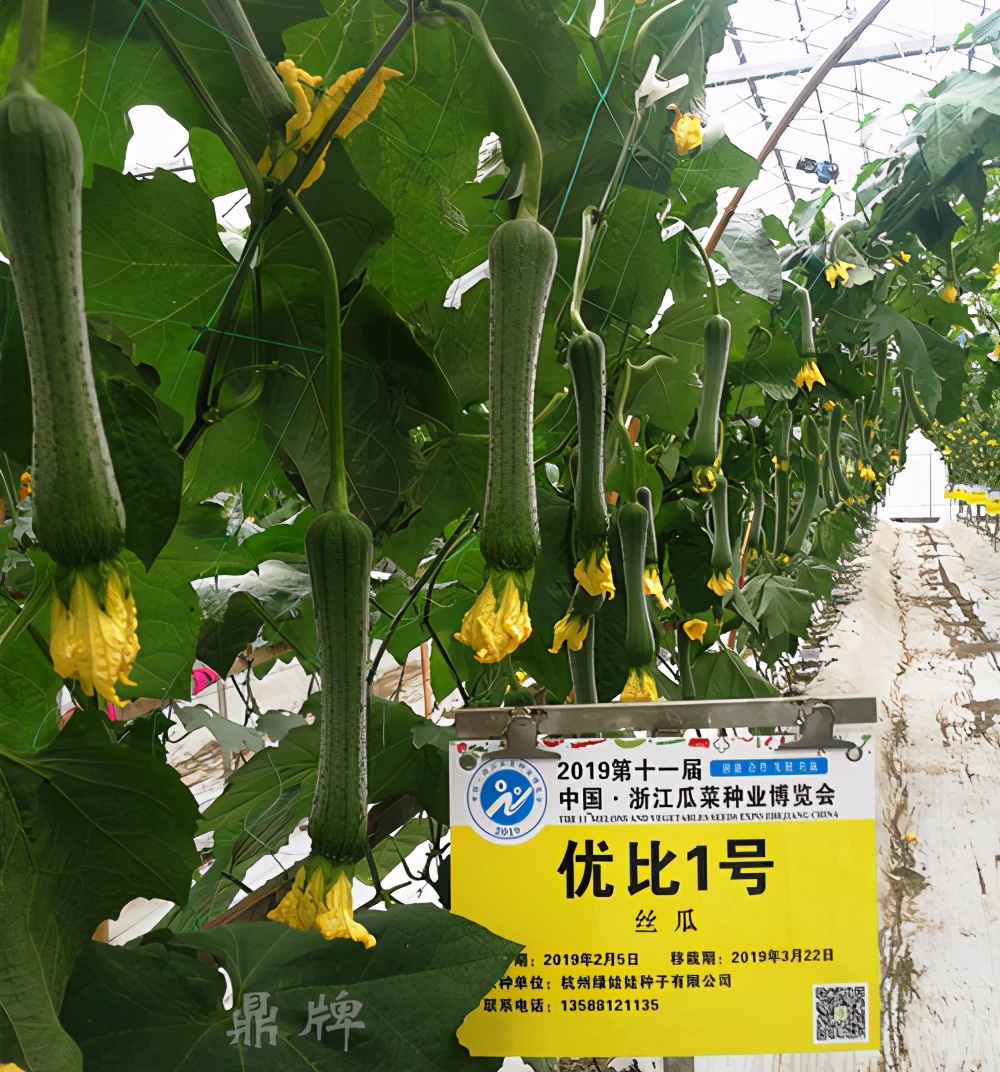 這個(gè)絲瓜畝產(chǎn)可達(dá)8000公斤，菜農(nóng)2021年致富的絲瓜品種