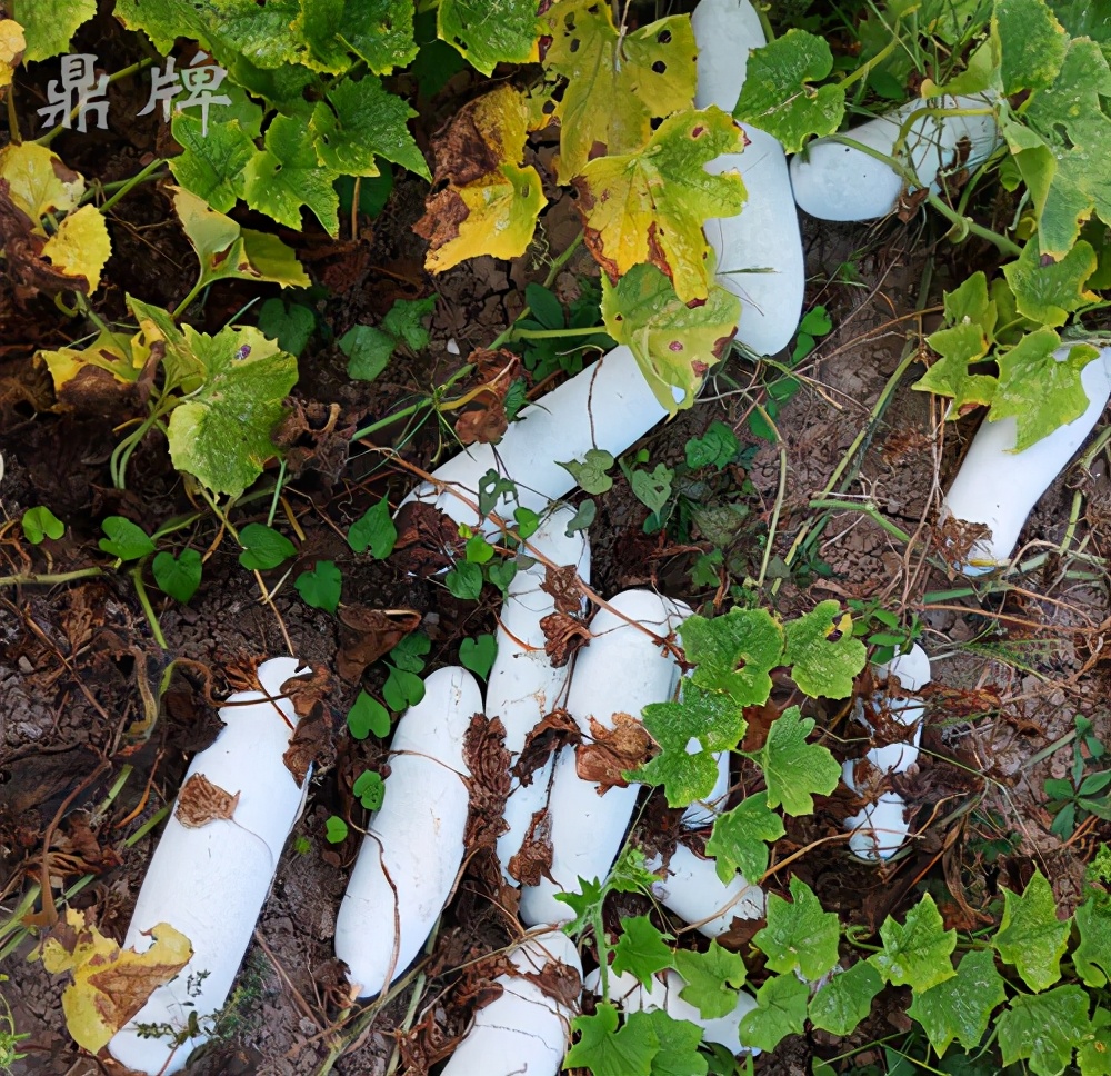 畝產(chǎn)值可達(dá)3萬元的冬瓜終上市，21年科研沉淀成就它