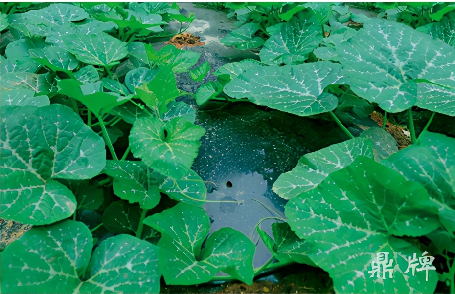 種這種綠葉菜，栽培輕松，畝產(chǎn)值過萬元，菜農(nóng)表示很劃算