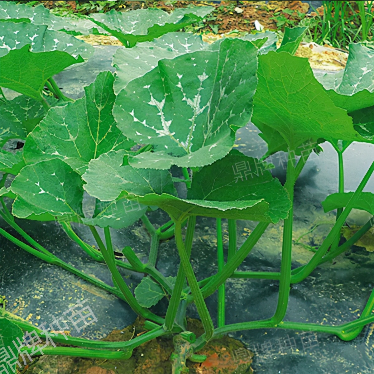 種這種綠葉菜，栽培輕松，畝產(chǎn)值過萬元，菜農(nóng)表示很劃算