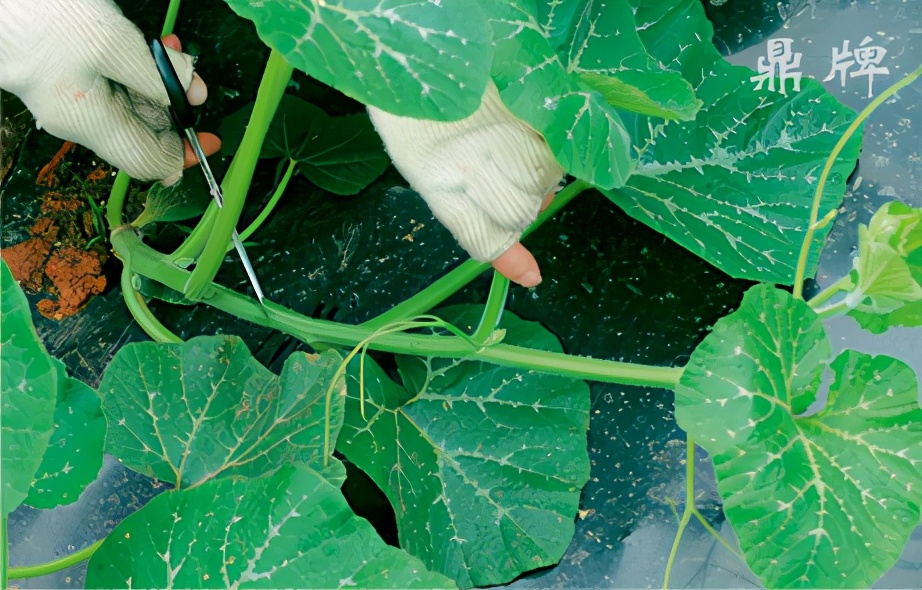 種這種綠葉菜，栽培輕松，畝產(chǎn)值過萬元，菜農(nóng)表示很劃算