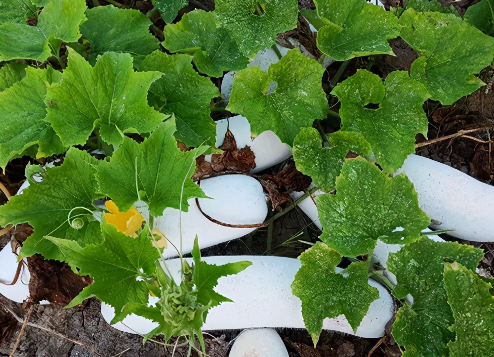 這個品種太優(yōu)秀了！耐儲耐運(yùn)，適合大面積種植，菜農(nóng)瓜販都喜歡