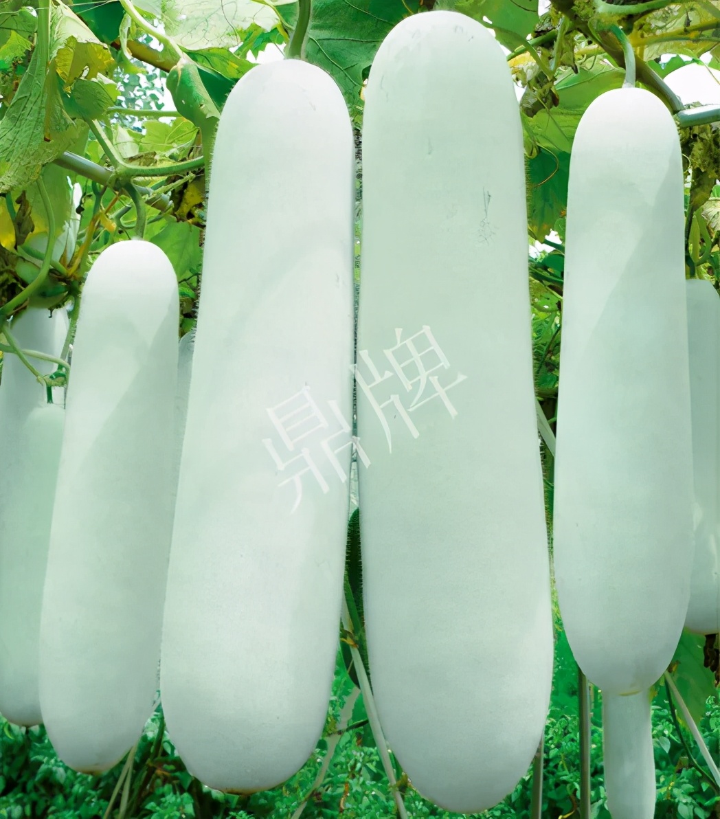 這個品種太優(yōu)秀了！耐儲耐運(yùn)，適合大面積種植，菜農(nóng)瓜販都喜歡