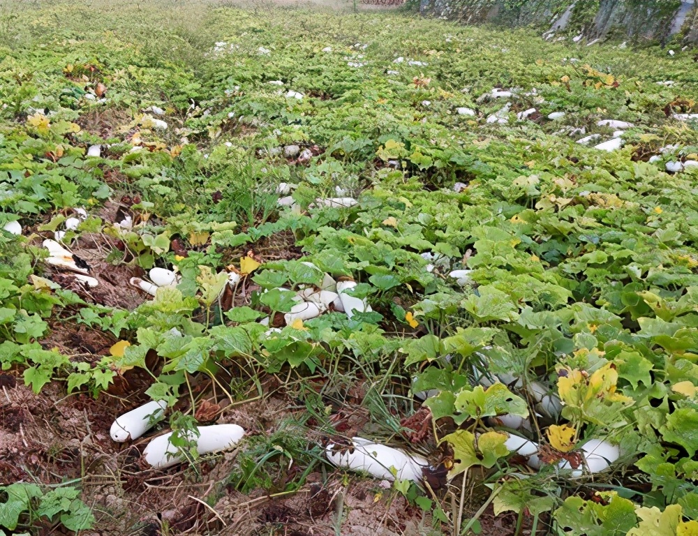 這個品種太優(yōu)秀了！耐儲耐運(yùn)，適合大面積種植，菜農(nóng)瓜販都喜歡