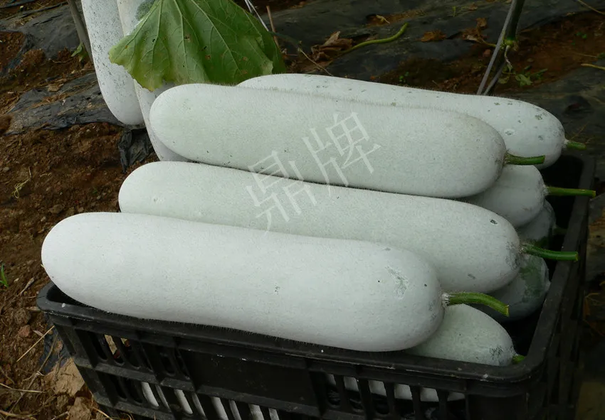 這個品種太優(yōu)秀了！耐儲耐運(yùn)，適合大面積種植，菜農(nóng)瓜販都喜歡