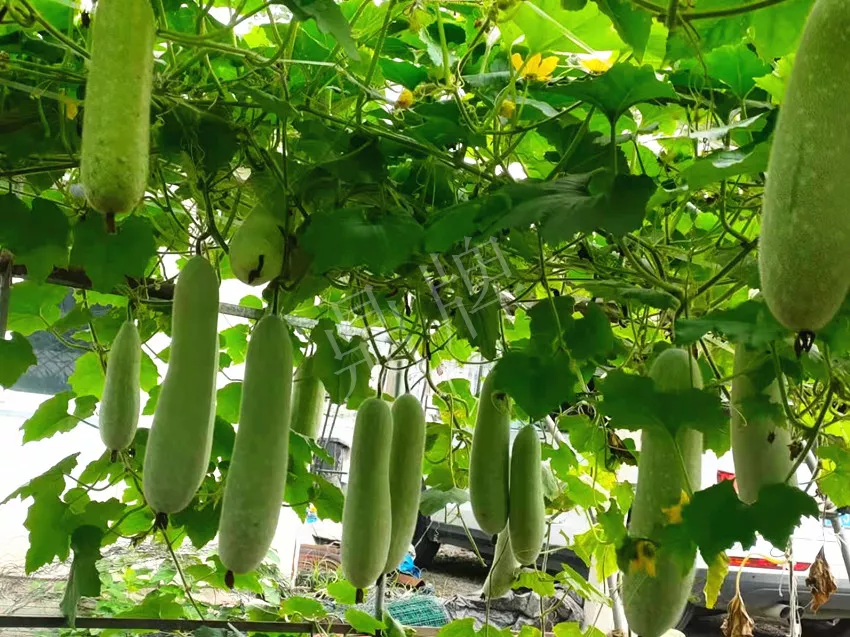 什么品種的冬瓜按個(gè)買？?jī)r(jià)格是同期黑皮冬瓜五倍