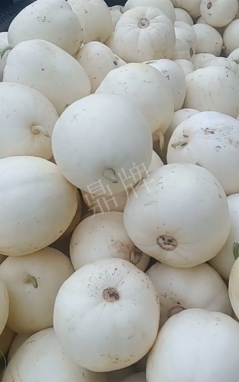 河南焦作的李向林今年種植甜瓜新品種，客戶直接拉貨走人