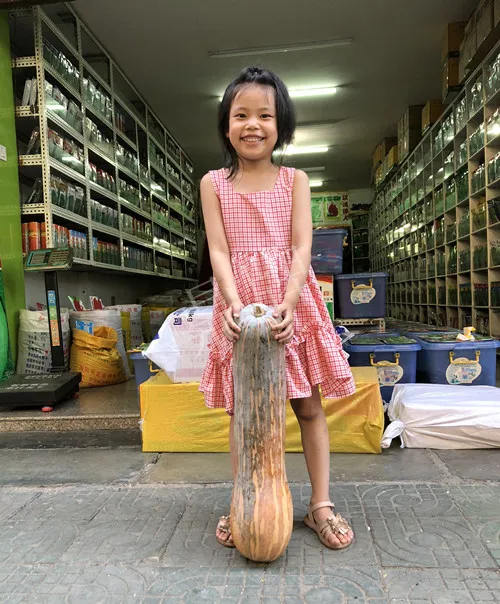 四川農(nóng)戶今年種“健美蜜本”南瓜產(chǎn)量高，品質(zhì)好，感覺(jué)巴適得很