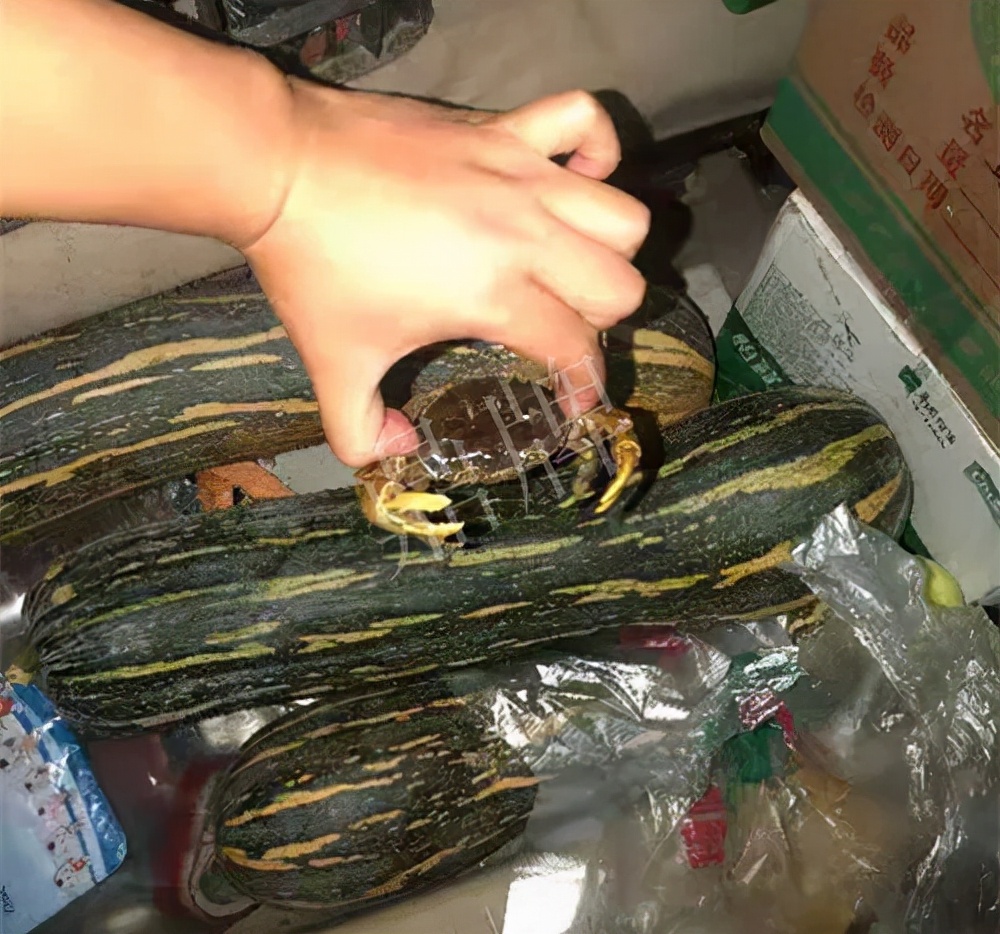 四川農(nóng)戶今年種“健美蜜本”南瓜產(chǎn)量高，品質(zhì)好，感覺(jué)巴適得很