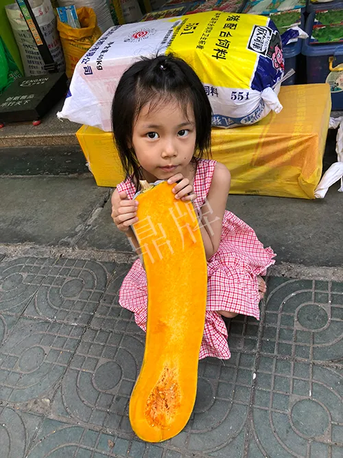 四川農(nóng)戶今年種“健美蜜本”南瓜產(chǎn)量高，品質(zhì)好，感覺(jué)巴適得很