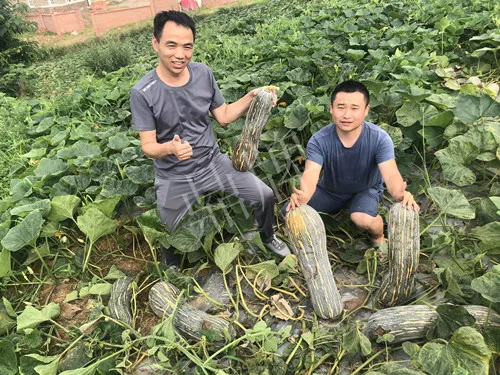 四川農(nóng)戶今年種“健美蜜本”南瓜產(chǎn)量高，品質(zhì)好，感覺(jué)巴適得很