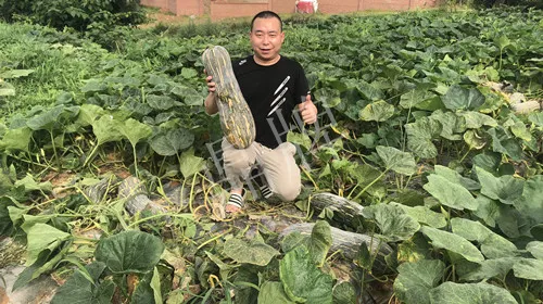四川農(nóng)戶今年種“健美蜜本”南瓜產(chǎn)量高，品質(zhì)好，感覺(jué)巴適得很
