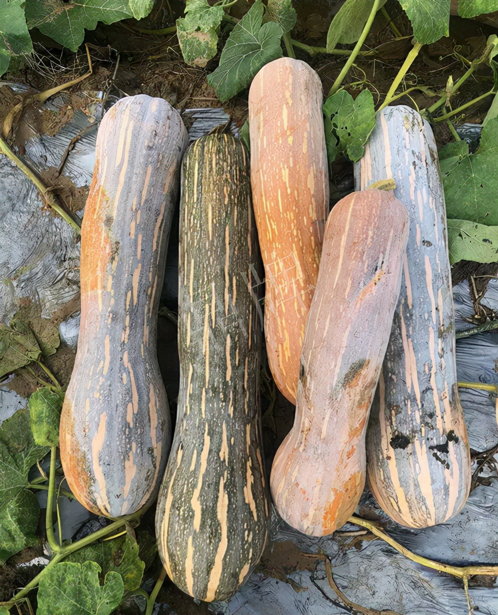 四川農(nóng)戶今年種“健美蜜本”南瓜產(chǎn)量高，品質(zhì)好，感覺(jué)巴適得很