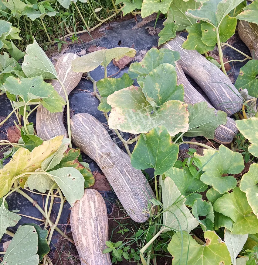 岳陽(yáng)王大年打工多年，選擇回家種南瓜，今年還增加了50畝地