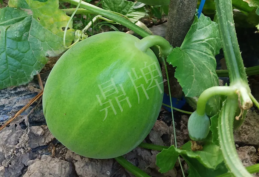 婁底瓜農(nóng)純賺50萬，我這個“張大膽”榮光了一把